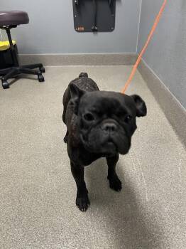 SISSY -  French Bulldog Dog for Adoption in Las Vegas, Nevada - SISSY | PetCurious