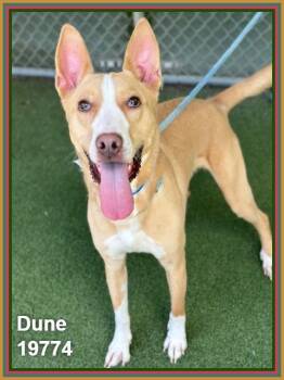 DUNE -  Pit Bull Terrier and Shepherd Dog for Adoption in Marietta, Georgia - DUNE | PetCurious