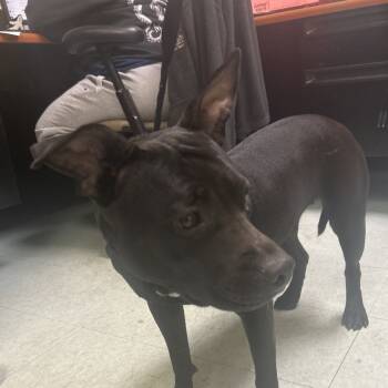 Rescue Mixed Breed Dogs for Adoption in Quakertown, Pennsylvania - LeFou | PetCurious