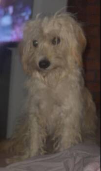 Crockett -  Havanese and Terrier Dog for Adoption in Grafton, Wisconsin - Crockett | PetCurious