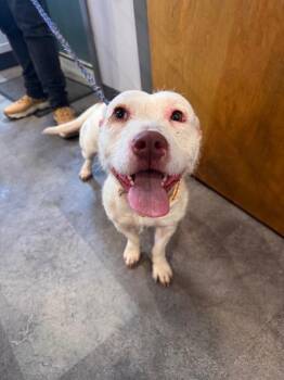 Quivers -  Terrier Dog for Adoption in Pottsville, Pennsylvania - Quivers | PetCurious