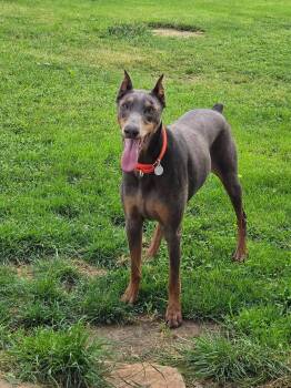 Blanche -  Doberman Pinscher Dog Available for Adoption in Louisville, Kentucky - Blanche | PetCurious