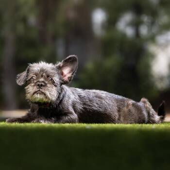 Joey -  Shih Tzu and Mixed Breed Dog for Adoption in Jupiter, Florida - Joey | PetCurious