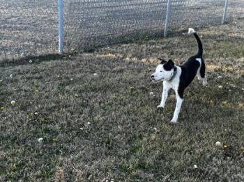 Pit Bull Terrier and Mixed Breed Dogs Available for Adoption - Gus | PetCurious