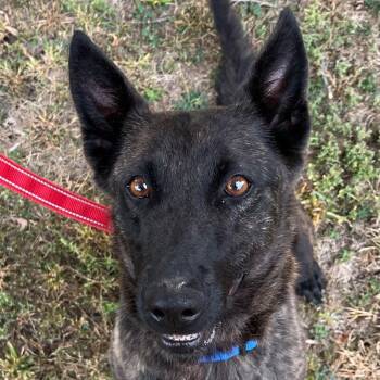 Rescue Dutch Shepherd Dogs for Adoption in Yankton, South Dakota - Ivy | PetCurious