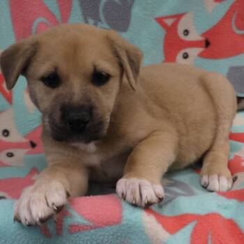 Avo D11445 -  German Shepherd Dog and Labrador Retriever Dog Available for Adoption - Avo D11445 | PetCurious