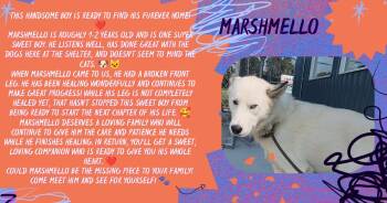 Marshmello -  Husky Dog for Adoption in Tama, Iowa - Marshmello | PetCurious