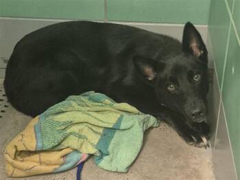 A2096242 -  German Shepherd Dog and Mixed Breed Dog for Adoption in Houston, Texas - A2096242 | PetCurious