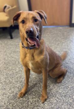 Tucker -  Labrador Retriever and Mixed Breed Dog for Adoption in Bemidji, Minnesota - Tucker | PetCurious