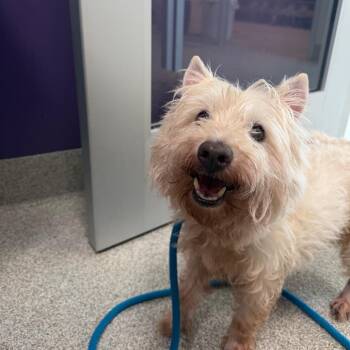 Cooper -  West Highland White Terrier Westie Dog for Adoption in Englewood, Florida - Cooper | PetCurious
