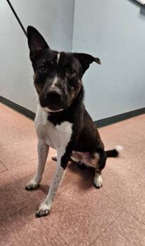 Collin -  Shepherd and Mixed Breed Dog for Adoption in Wabash, Indiana - Collin | PetCurious