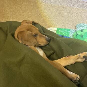 Mixed Breed Dogs Available for Adoption - Noodles | PetCurious