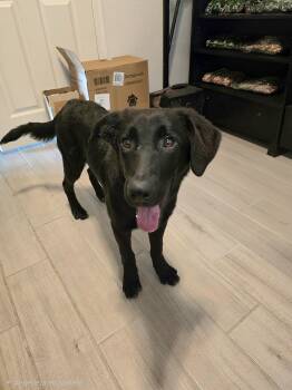 Raven -  Black Labrador Retriever Dog for Adoption in Tucson, Arizona - Raven | PetCurious