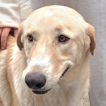 Mr. Lovebug Luki -  Golden Retriever Dog for Adoption in Ridgefield, Washington - Mr. Lovebug Luki | PetCurious
