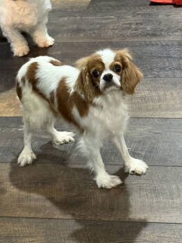 Rescue Cavalier King Charles Spaniel Dogs for Adoption in Brandon, South Dakota - Susie | PetCurious