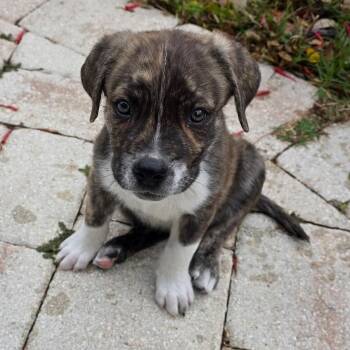 Mixed Breed Dogs Available for Adoption - Bordeaux | PetCurious