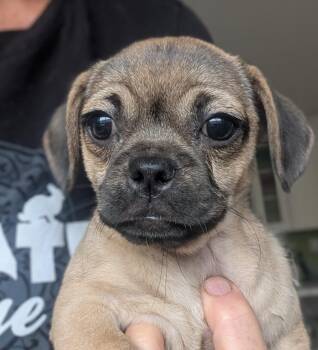 Cantilever -  Pug Dog for Adoption in Ramona, California - Cantilever | PetCurious