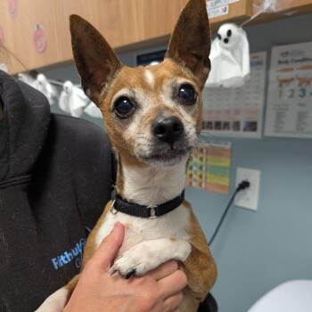 Chico -  Chihuahua Dog for Adoption in New Castle, Delaware - Chico | PetCurious