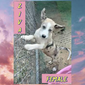 Ziva -  Husky Dog for Adoption in Manchester, Connecticut - Ziva | PetCurious