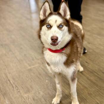 Siberian Husky Dogs Available for Adoption in Bloomfield, Connecticut - CeCe | PetCurious