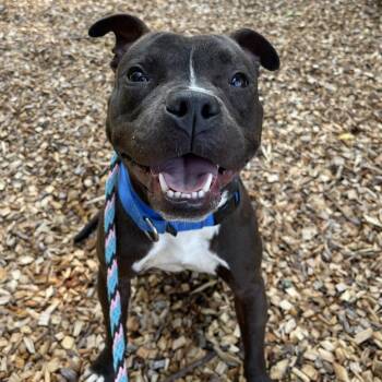 Rescue Pit Bull Terrier Dogs for Adoption in Riverwoods, Illinois - Ty | PetCurious