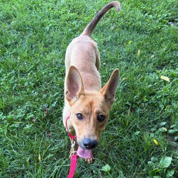 Diamond -  Yellow Labrador Retriever and Shepherd Dog for Adoption in Nashville, Tennessee - Diamond | PetCurious