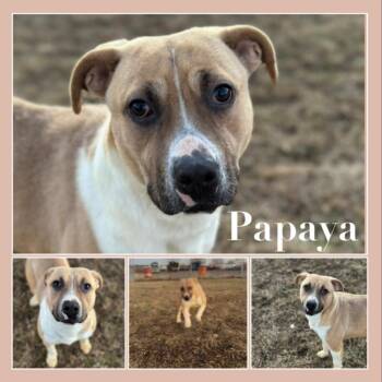 Papaya -  Labrador Retriever and Mixed Breed Dog for Adoption in Fort Smith, Arkansas - Papaya | PetCurious