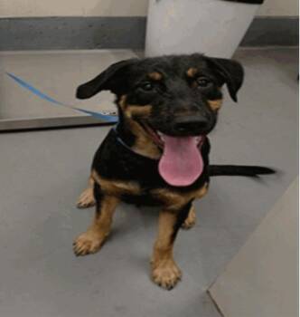 Orion -  Mixed Breed Dog for Adoption in Vancouver, Washington - Orion | PetCurious