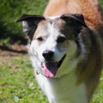 Bear -  Collie Dog for Adoption in Hayward, Wisconsin - Bear | PetCurious