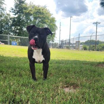 Meenie -  Mixed Breed Dog for Adoption - Meenie | PetCurious
