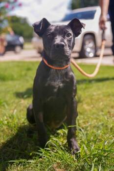 Elliot -  Pit Bull Terrier Dog for Adoption in Stillwater, Oklahoma - Elliot | PetCurious