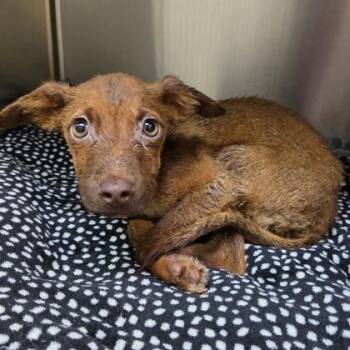 Roo -  Mixed Breed Dog for Adoption in Merriam, Kansas - Roo | PetCurious