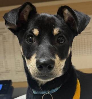 Tarzan -  Mixed Breed Dog for Adoption in Honolulu, Hawaii - Tarzan | PetCurious