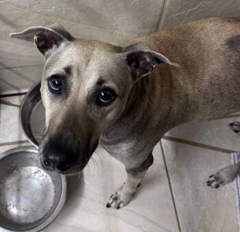 Terrier and Mixed Breed Dogs Available for Adoption in Honolulu, Hawaii - Mahea | PetCurious