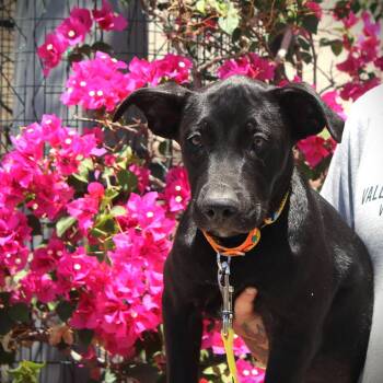 Rescue Labrador Retriever and American Staffordshire Terrier Dogs for Adoption in Gilbert, Arizona - Talma | PetCurious