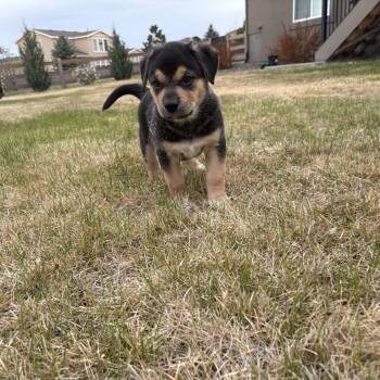 Shepherd Dogs Available for Adoption in Peyton, Colorado - Santorini (MR26-354) | PetCurious