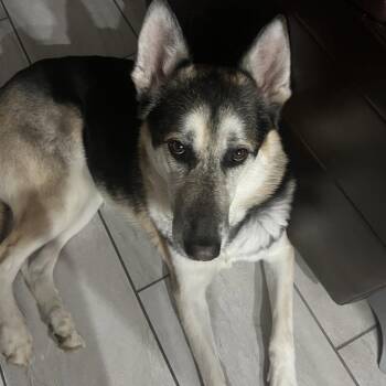 HUGO #3 -  German Shepherd Dog Dog for Adoption in Chandler, Arizona - HUGO #3 | PetCurious