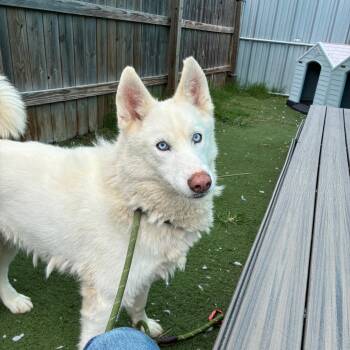 Embassy/RAE -  Siberian Husky Dog for Adoption in St. Louis, Missouri - Embassy/RAE | PetCurious