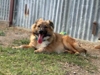 Mason -  Australian Shepherd and Mixed Breed Dog for Adoption in Marion, Texas - Mason | PetCurious