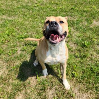 Tony Tony Chopper -  American Bulldog Dog for Adoption in Fort Wayne, Indiana - Tony Tony Chopper | PetCurious