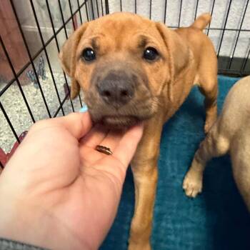 Reba -  Mixed Breed Dog for Adoption in Port Charlotte, Florida - Reba | PetCurious