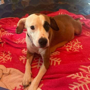 Rescue Mixed Breed Dogs for Adoption in Fairfax Station, Virginia - Angel | PetCurious