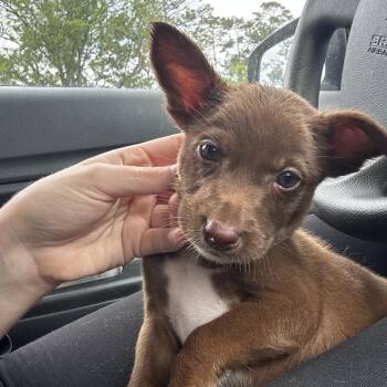 Shepherd and Labrador Retriever Dogs Available for Adoption in Hollister, Florida - Austin | PetCurious