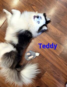 Husky and Pomeranian Dogs Available for Adoption in WDM, Iowa - Teddy | PetCurious