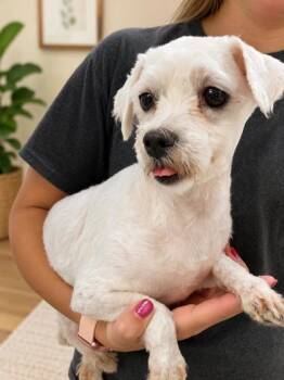 Happy -  Maltese Dog for Adoption in Malvern, Pennsylvania - Happy | PetCurious