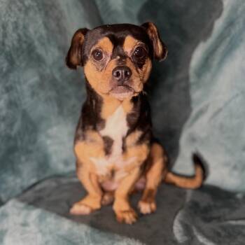 Pug and Chihuahua Dogs Available for Adoption - Bruno  | PetCurious