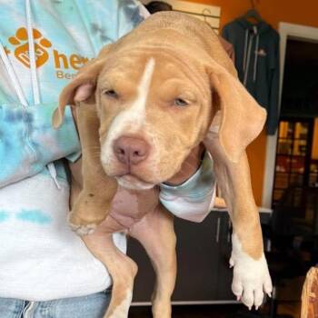 Puppy 2 (Female) -  Mixed Breed and None Dog for Adoption in Bend, Oregon - Puppy 2 (Female) | PetCurious