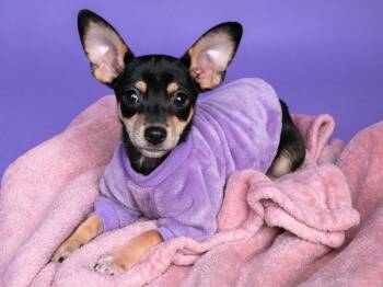 Miniature Pinscher and Chihuahua Dogs Available for Adoption in Palo Alto, California - Iman | PetCurious