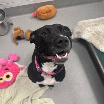 Rescue Mixed Breed Dogs for Adoption in Hilliard, Ohio - Luna | PetCurious