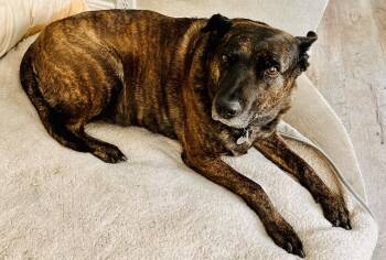 Julia -  Dutch Shepherd Dog for Adoption - Julia | PetCurious
